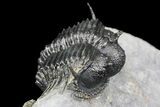 Spiny Cyphaspides Ammari Trilobite - Rare Species #161345-2